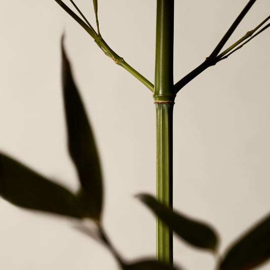 Geranium Leaf Body Scrub