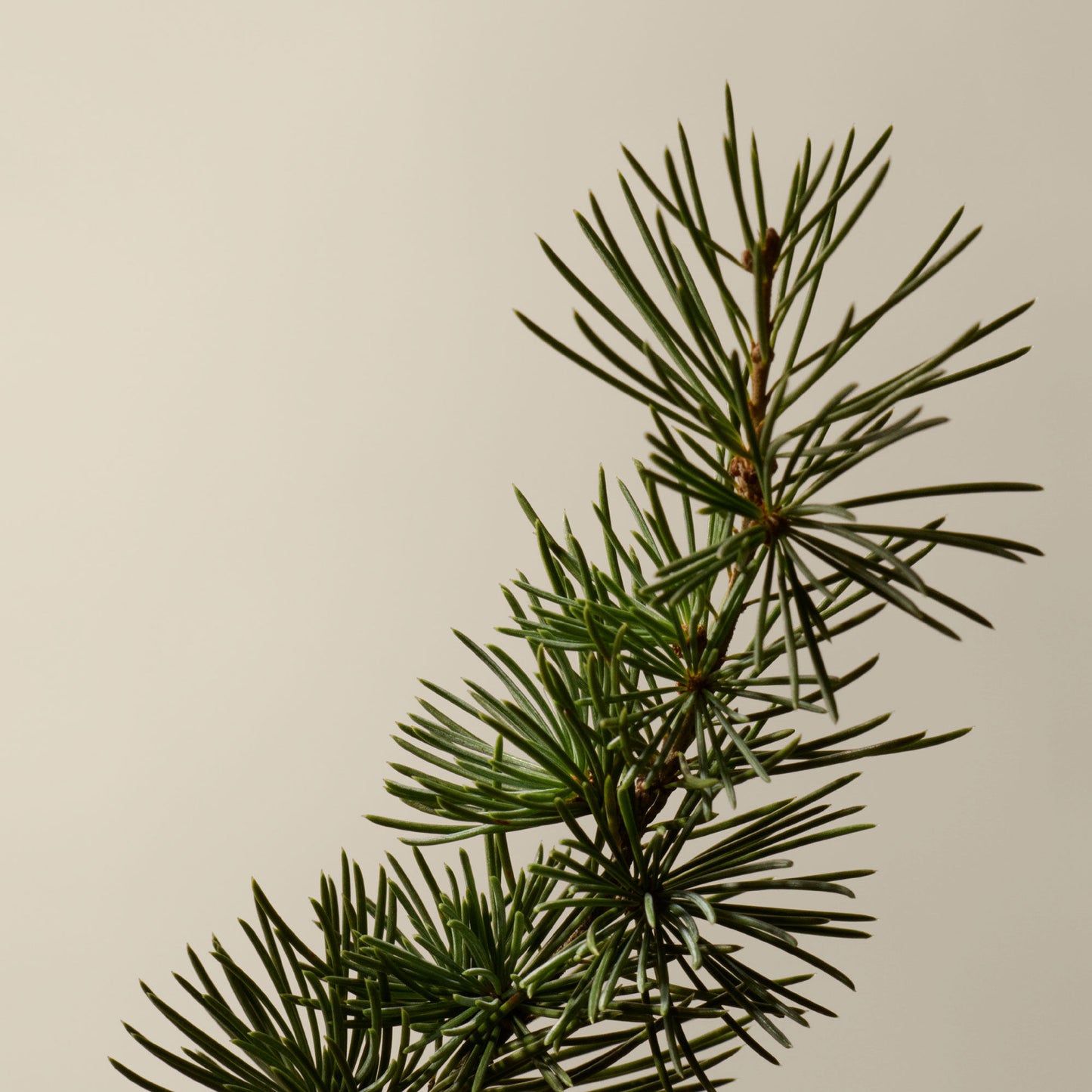 Resurrection Aromatique Hand Balm