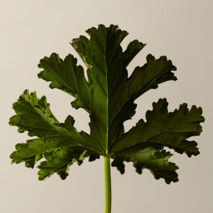 Geranium Leaf Duet
