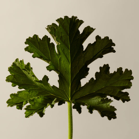 Geranium Leaf Body Balm