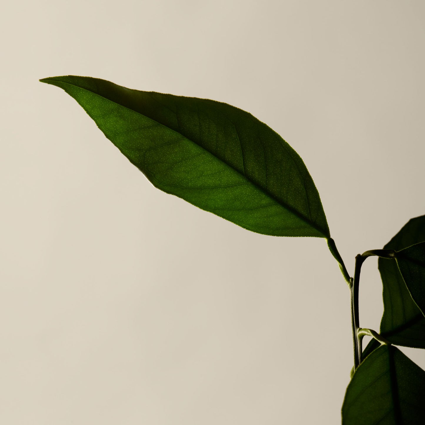 بلسم لليدين ريفرنس أروماتيك 