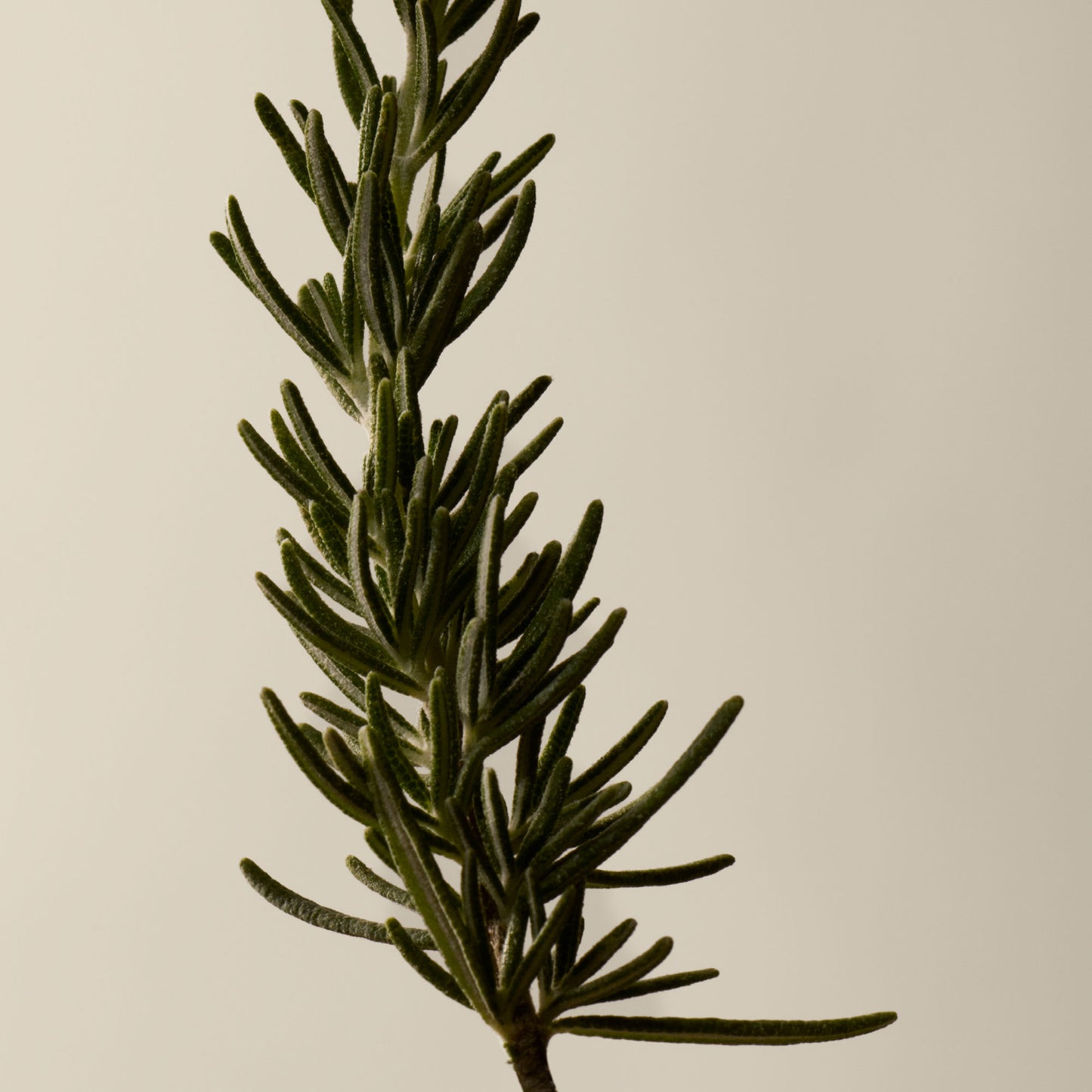 Resurrection Hand Purifying Duet